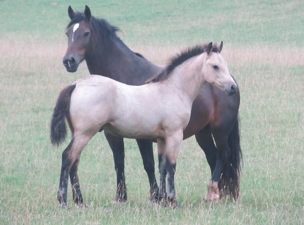 Quarter Horse cross Welsh Cob, Wilden Hickory